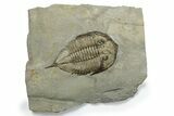 Dalmanites Trilobite Fossil - New York #270215-1